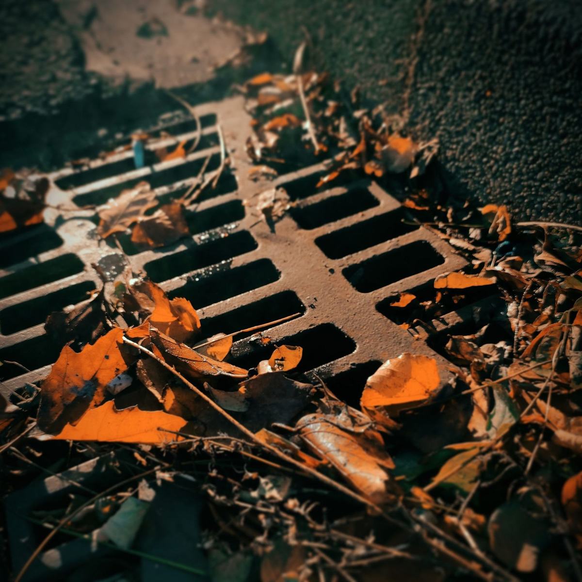 Fallen leaves and debris covering a road gully grate